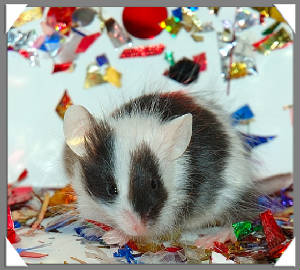 confetti-mousery.jpg